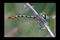 PhotoID: DrX036. Dark Pincertail (Onychogomphus assimilis) - male