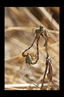 PhotoID: DrX020. Waved Pincertail (Onychogomphus flexuosus) - copula