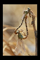 PhotoID: DrX021. Waved Pincertail (Onychogomphus flexuosus) - copula