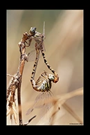PhotoID: DrX022. Waved Pincertail (Onychogomphus flexuosus) - copula