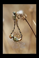PhotoID: DrX023. Waved Pincertail (Onychogomphus flexuosus) - copula