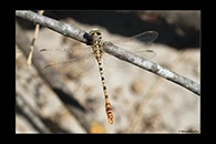 PhotoID: DrX025. Waved Pincertail (Onychogomphus flexuosus) - male