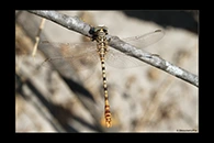 PhotoID: DrX026. Waved Pincertail (Onychogomphus flexuosus) - male