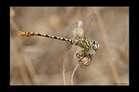 PhotoID: DrX027. Waved Pincertail (Onychogomphus flexuosus) - male