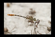 PhotoID: DrX028. Waved Pincertail (Onychogomphus flexuosus) - male