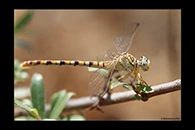 PhotoID: DrX029. Waved Pincertail (Onychogomphus flexuosus) - female