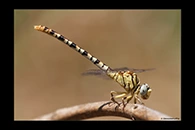 PhotoID: DrX030. Waved Pincertail (Onychogomphus flexuosus) - female