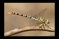 PhotoID: DrX031. Waved Pincertail (Onychogomphus flexuosus) - female