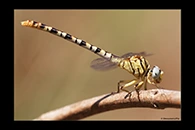 PhotoID: DrX032. Waved Pincertail (Onychogomphus flexuosus) - female