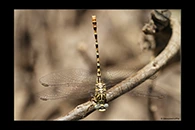 PhotoID: DrX033. Waved Pincertail (Onychogomphus flexuosus) - female