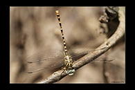 PhotoID: DrX034. Waved Pincertail (Onychogomphus flexuosus) - female