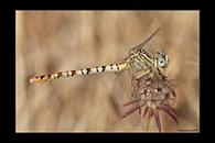 PhotoID: DrX039. Waved Pincertail (Onychogomphus flexuosus) - female