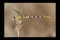PhotoID: DrX040. Waved Pincertail (Onychogomphus flexuosus) - female