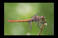 PhotoID: DrX041. Roseate Skimmer (Orthemis ferruginea) - female