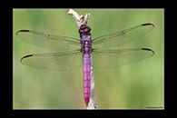 PhotoID: DrX060. Roseate Skimmer (Orthemis ferruginea) - male