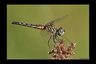 PhotoID: DrX045. Blue Dasher (Pachydiplax longipennis) - female