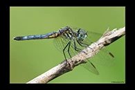 PhotoID: DrX049. Blue Dasher (Pachydiplax longipennis) - female