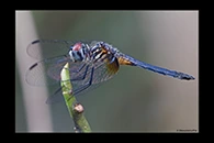 PhotoID: DrX050. Blue Dasher (Pachydiplax longipennis) - immature male