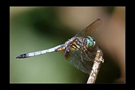 PhotoID: DrX058. Blue Dasher (Pachydiplax longipennis) - male