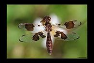 PhotoID: DrX047. Eastern Amberwing (Perithemis tenera) - female