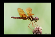 PhotoID: DrX056. Eastern Amberwing (Perithemis tenera) - male