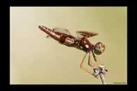 PhotoID: DrX059. Eastern Amberwing (Perithemis tenera) - female