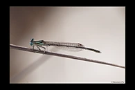 PhotoID: DaX001. Barbary Featherleg (Platycnemis subdilatata) - male
