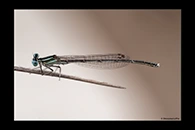 PhotoID: DaX002. Barbary Featherleg (Platycnemis subdilatata) - male