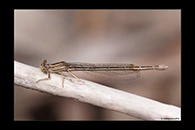 PhotoID: DaX003. Barbary Featherleg (Platycnemis subdilatata) - female