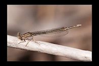PhotoID: DaX004. Barbary Featherleg (Platycnemis subdilatata) - female