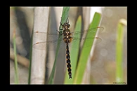 PhotoID: DrX075. Yellow-Spotted Dragonfly (Procordulia grayi) - male