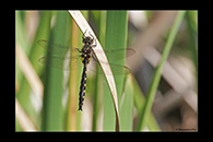 PhotoID: DrX076. Yellow-Spotted Dragonfly (Procordulia grayi) - male