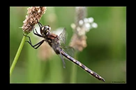 PhotoID: DrX077. Yellow-Spotted Dragonfly (Procordulia grayi) - male