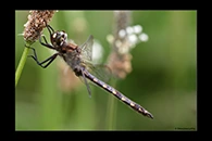 PhotoID: DrX078. Yellow-Spotted Dragonfly (Procordulia grayi) - male