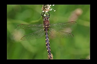 PhotoID: DrX079. Yellow-Spotted Dragonfly (Procordulia grayi) - male
