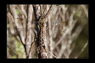 PhotoID: DrX073. Ranger Dragonfly (Procordulia smithii) - female