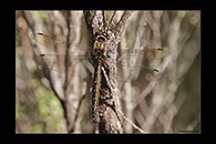 PhotoID: DrX074. Ranger Dragonfly (Procordulia smithii) - female
