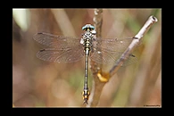 PhotoID: DrX024. Syrian Clubtail (Stylurus ubadschii) - male