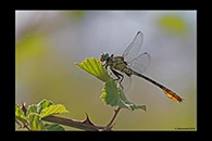 PhotoID: DrX037. Syrian Clubtail (Stylurus ubadschii) - male