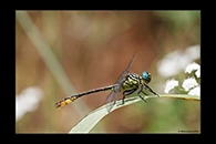 PhotoID: DrX038. Syrian Clubtail (Stylurus ubadschii) - male
