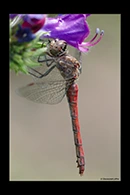 PhotoID: DrX002. Island Darter (Sympetrum striolatum nigrifemur) - female