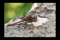 PhotoID: DrX003. Island Darter (Sympetrum striolatum nigrifemur) - male