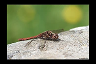 PhotoID: DrX004. Island Darter (Sympetrum striolatum nigrifemur) - male
