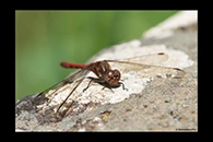 PhotoID: DrX005. Island Darter (Sympetrum striolatum nigrifemur) - male