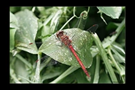 PhotoID: DrX006. Island Darter (Sympetrum striolatum nigrifemur) - male