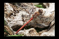 PhotoID: DrX007. Island Darter (Sympetrum striolatum nigrifemur) - male
