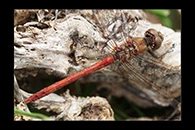PhotoID: DrX008. Island Darter (Sympetrum striolatum nigrifemur) - male