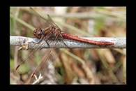 PhotoID: DrX009. Island Darter (Sympetrum striolatum nigrifemur) - male
