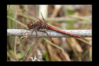 PhotoID: DrX010. Island Darter (Sympetrum striolatum nigrifemur) - male