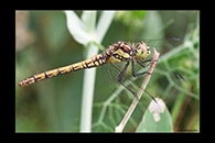 PhotoID: DrX062. Island Darter (Sympetrum striolatum nigrifemur) - female